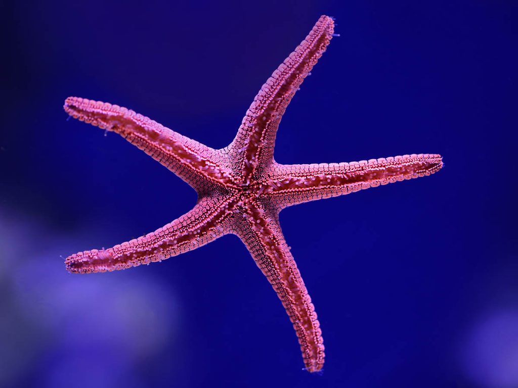 Red-pink starfish with 5 arms floats in front of a dark blue background. Numerous small so-called feet protrude from its arms in the direction of the camera.