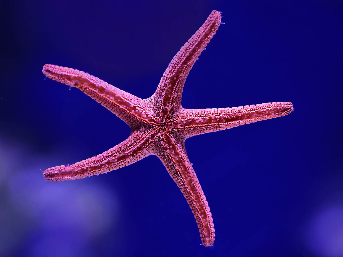 Rot-pinker Seestern mit 5 Armen schwebt vor dunkelblauem Hintergrund. Aus seinen Armen ragen zahlreiche kleine sogenannte Füßchen in Richtung der Kamera heraus.