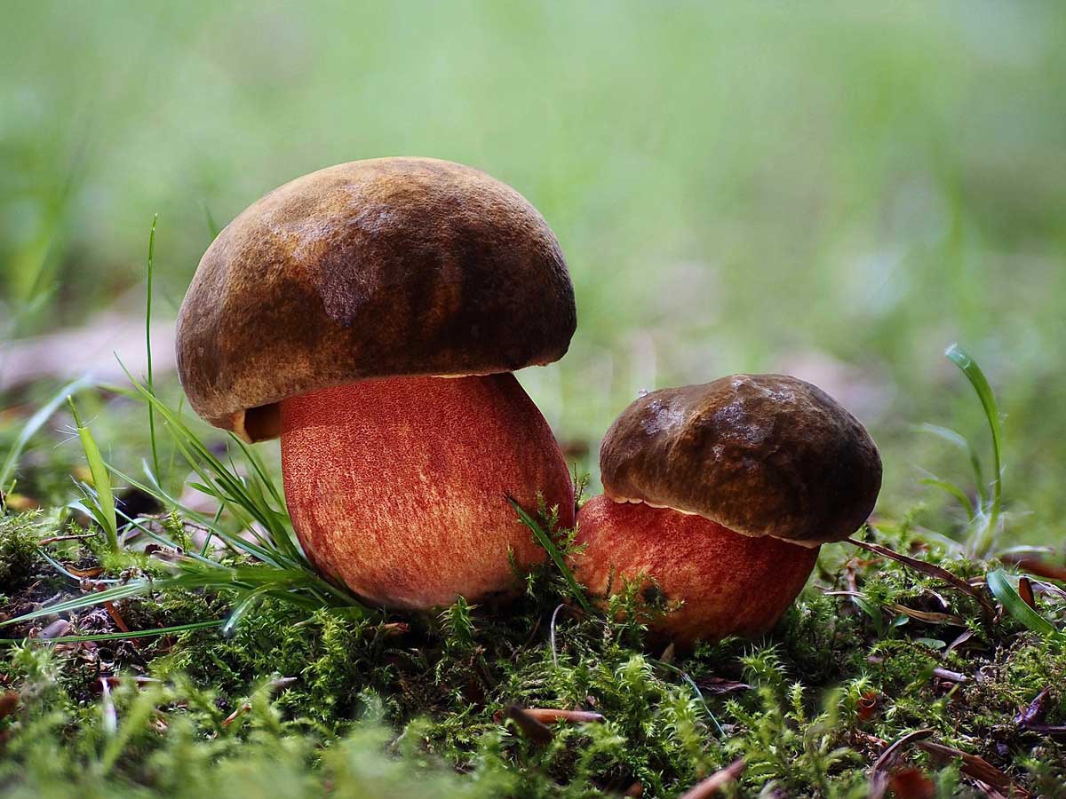 Zwei braune Pilze stehen auf grünem Waldboden