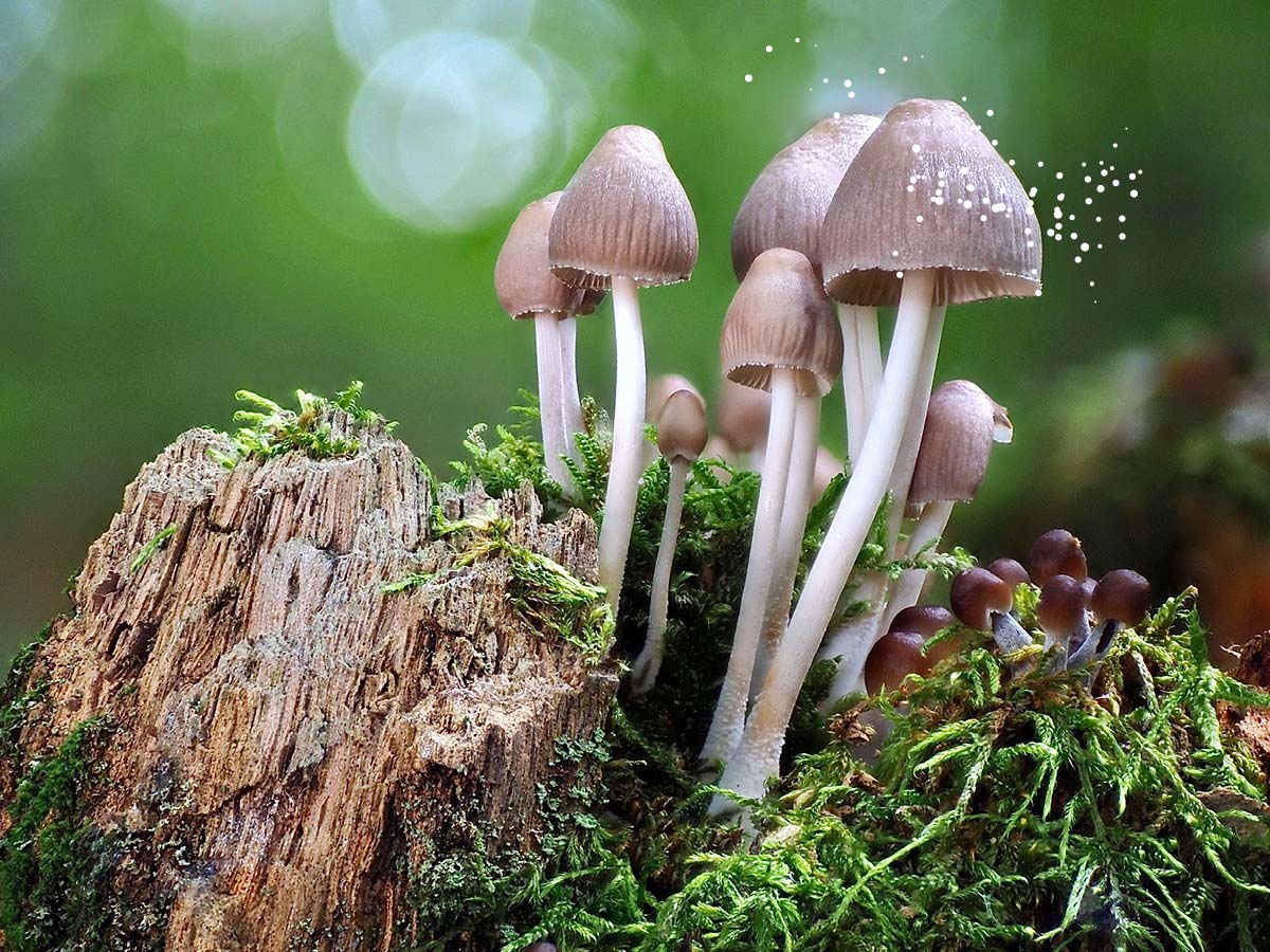Pilze wachsen auf einem Baumstamm im Wald.