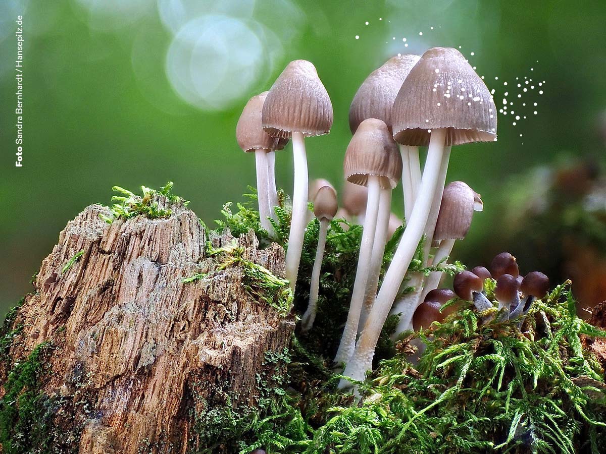 Pilze wachsen auf einem Baumstamm im Wald.